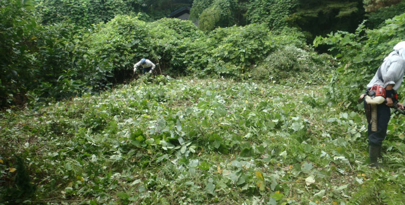 剪定・庭木のメンテナンス